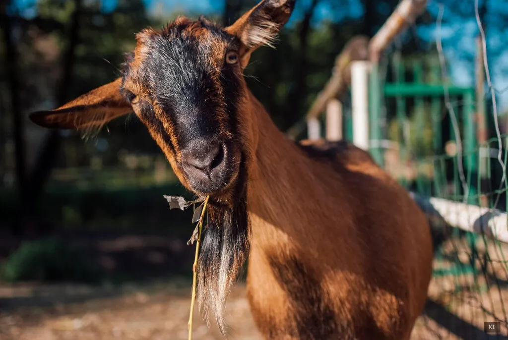 Thematisch passendes Bild zu Agricampeggio Sardinien - Abschnitt 2