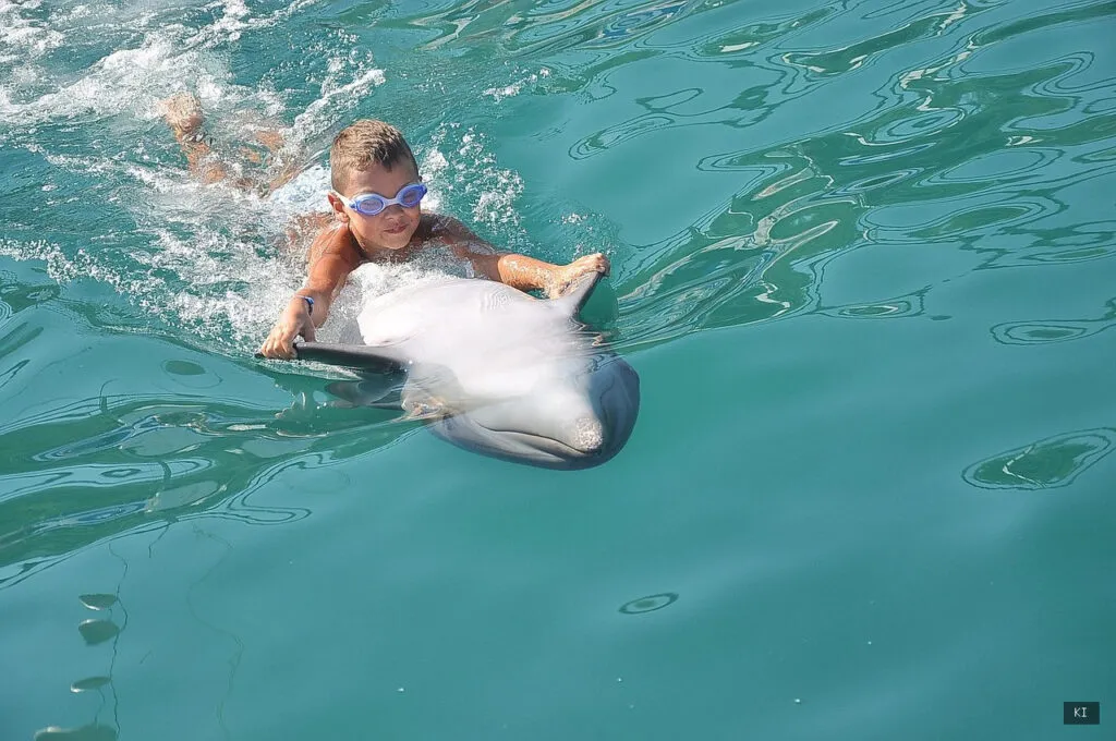 Thematisch passendes Bild zu Delfin Tour Sardinien - Abschnitt 2