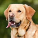 Ferienwohnung mit Hund Sardinien
