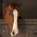 Sardinien Horse Country Resort: 7 Highlights für deinen Reiturlaub Sardinien Horse Country Resort