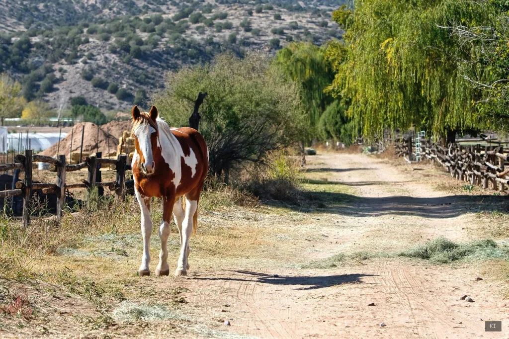 Thematisch passendes Bild zu Sardinien Horse Country Resort - Abschnitt 3