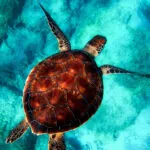 Schnorcheln Sardinien Karte: 12 Top-Spots & Geheimtipps für deinen Urlaub Schnorcheln Sardinien Karte