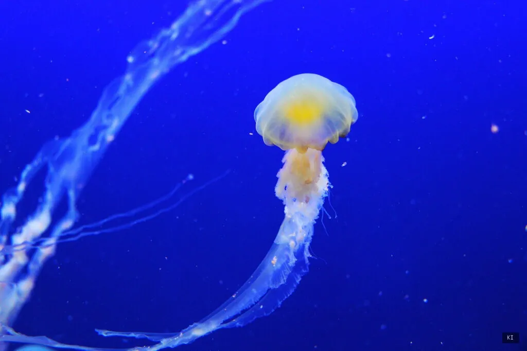 Thematisch passendes Bild zu Schnorcheln Sardinien Karte - Abschnitt 2