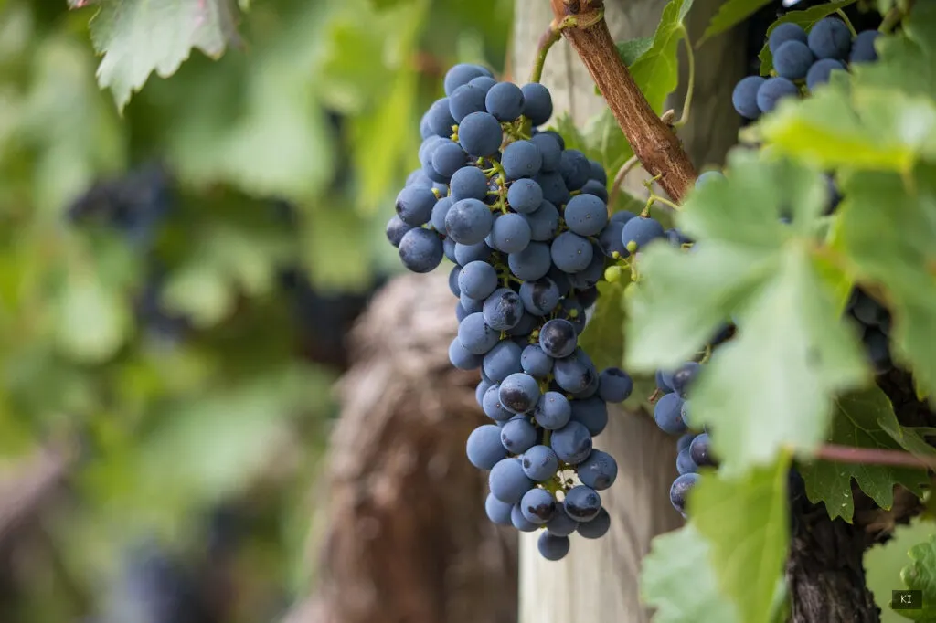 Thematisch passendes Bild zu Vermentino Sardegna - Abschnitt 2
