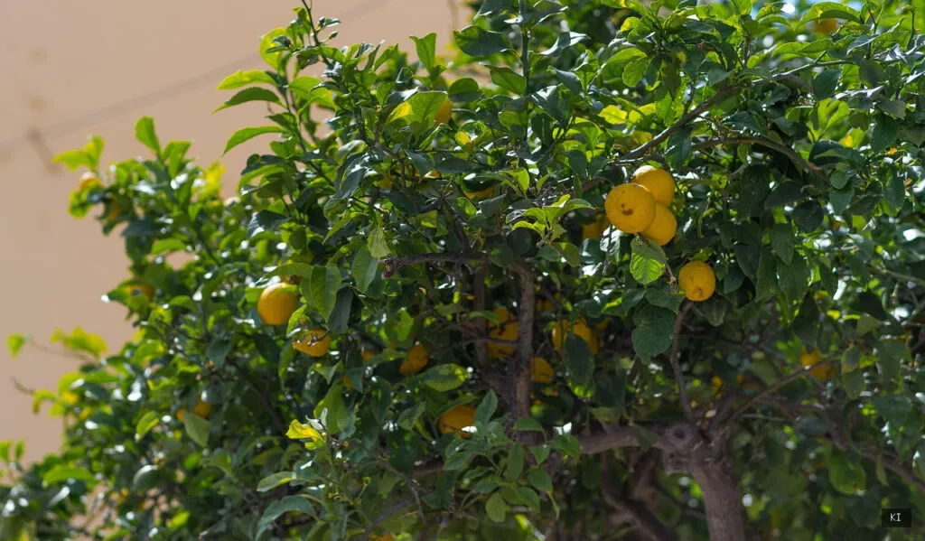 Thematisch passendes Bild zu Budoni Sardinien Ferienhaus - Abschnitt 3