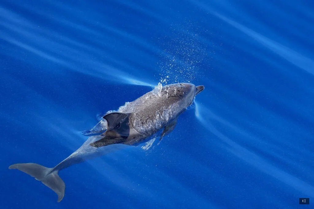 Thematisch passendes Bild zu Delfine Sardinien - Abschnitt 3