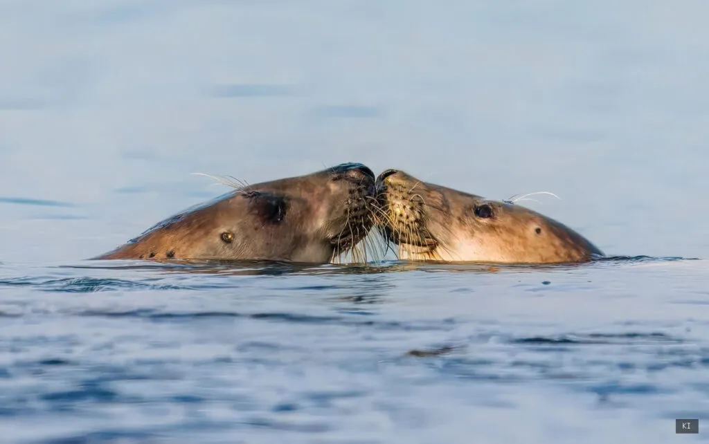 Thematisch passendes Bild zu Delfine Sardinien - Abschnitt 2