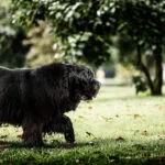 Hotel Sardinien mit Hund: 10 Top-Hotels für deinen Urlaub mit Vierbeiner Hotel Sardinien mit Hund