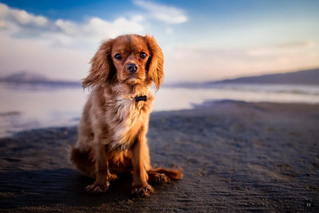 Thematisch passendes Bild zu Hotel Sardinien mit Hund - Abschnitt 2