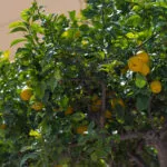 Korsika Sardinien Karte: 7 wichtige Details für deine Reiseplanung Korsika Sardinien Karte