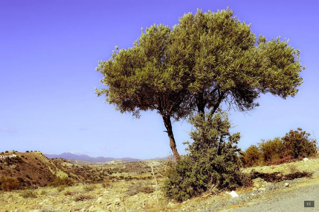 Thematisch passendes Bild zu Landhotels Sardinien - Abschnitt 1