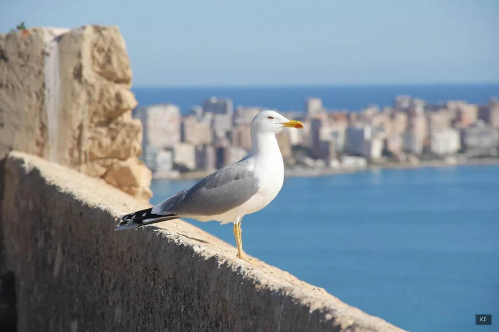 Thematisch passendes Bild zu Rundreise Sardinien 7 Tage - Abschnitt 2