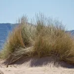 San Teodoro Sardinien Strand: 7 Highlights für deinen perfekten Strandtag San Teodoro Sardinien Strand