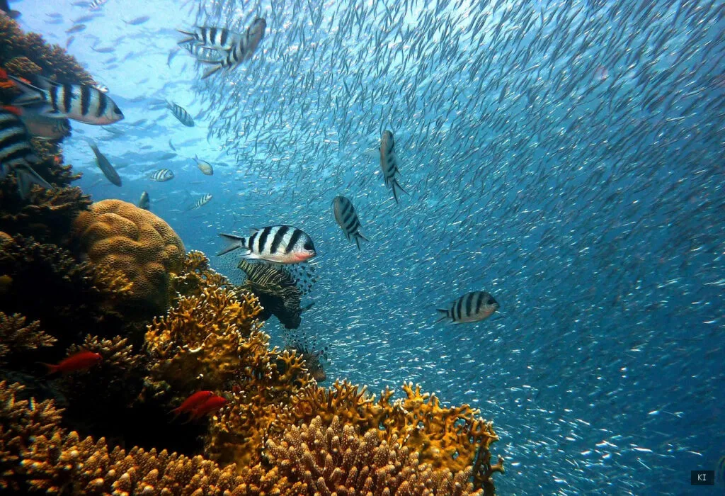 Thematisch passendes Bild zu Sardinien Fische - Abschnitt 2
