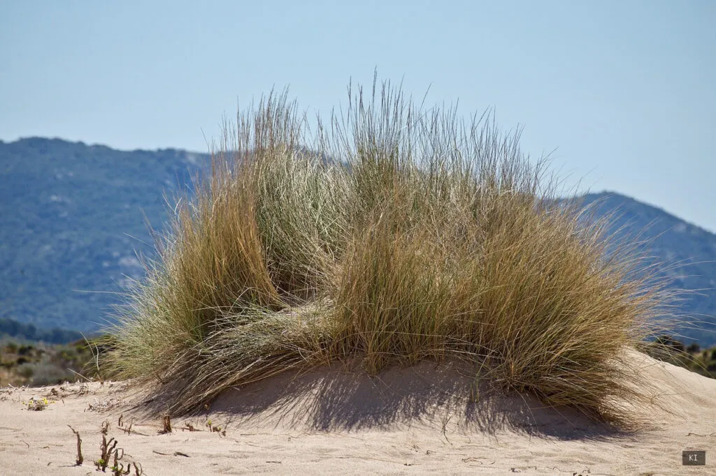 Thematisch passendes Bild zu Sardinien Flug und Hotel All Inclusive - Abschnitt 3