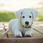 Sardinien Hunde Ev: 5 Vorteile unserer professionellen Hundebetreuung Sardinien Hunde Ev