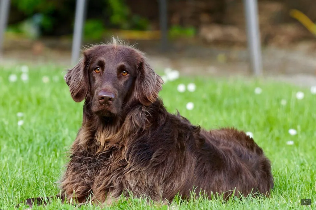 Thematisch passendes Bild zu Sardinien Hunde Ev - Abschnitt 3