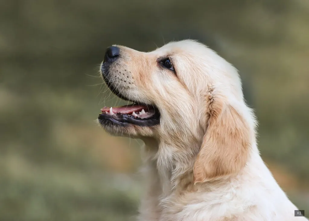Thematisch passendes Bild zu Sardinien Hunde Ev - Abschnitt 1