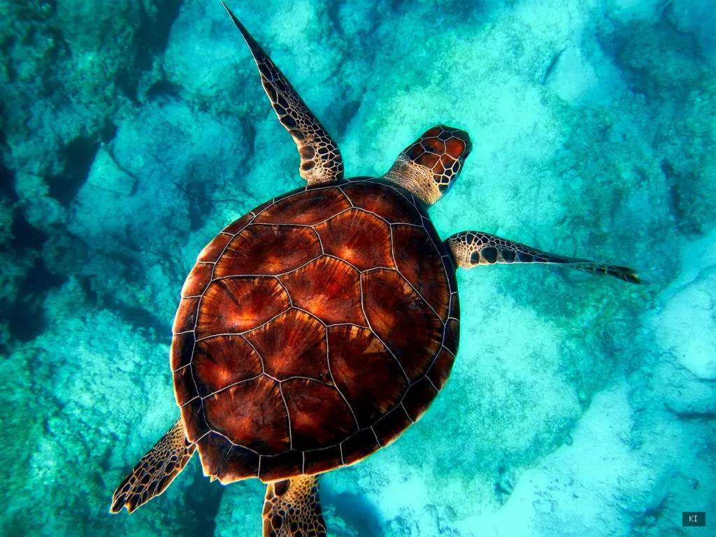 Thematisch passendes Bild zu Sardinien Schnorcheln - Abschnitt 1