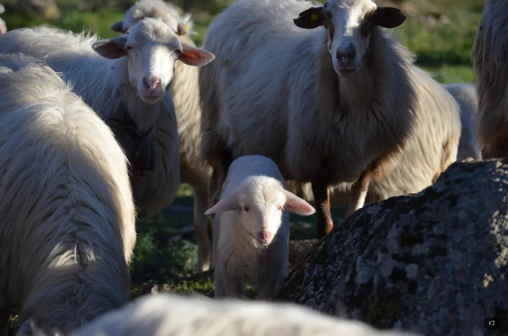 Thematisch passendes Bild zu Sardinien Wappen - Abschnitt 3