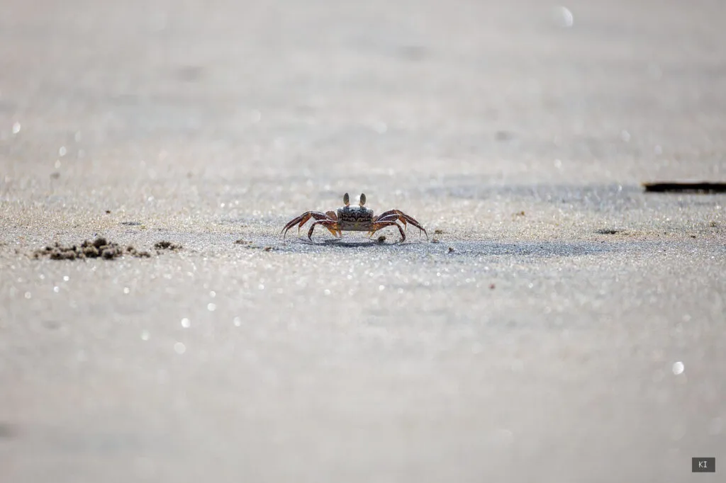 Warum dieser Strand an der Westküste dein neues Lieblingsziel wird