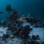 Tauchurlaub Sardinien: 7 Top-Spots für unvergessliche Tauchgänge Tauchurlaub Sardinien