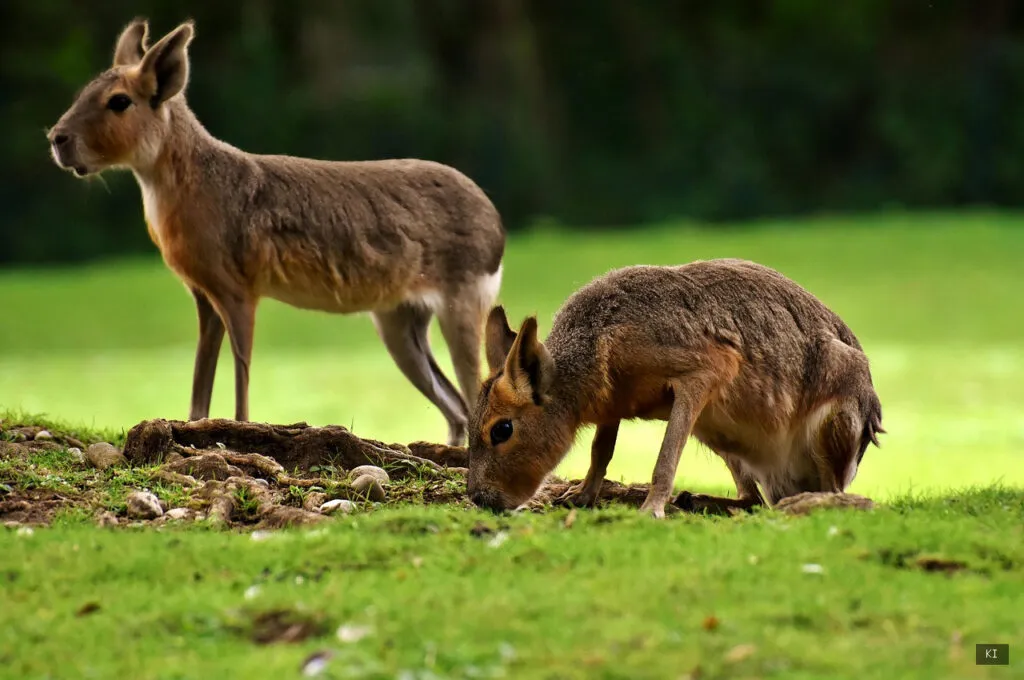 Tierpark Sardinien