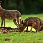 Tierpark Sardinien