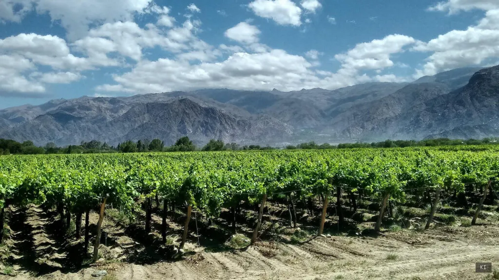 Wein aus Sardinien