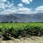 Wein aus Sardinien: 10 Highlights für Genießer Wein aus Sardinien