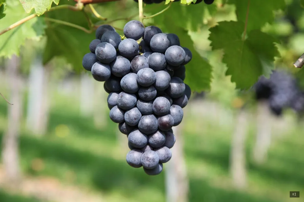 Thematisch passendes Bild zu Wein aus Sardinien - Abschnitt 2