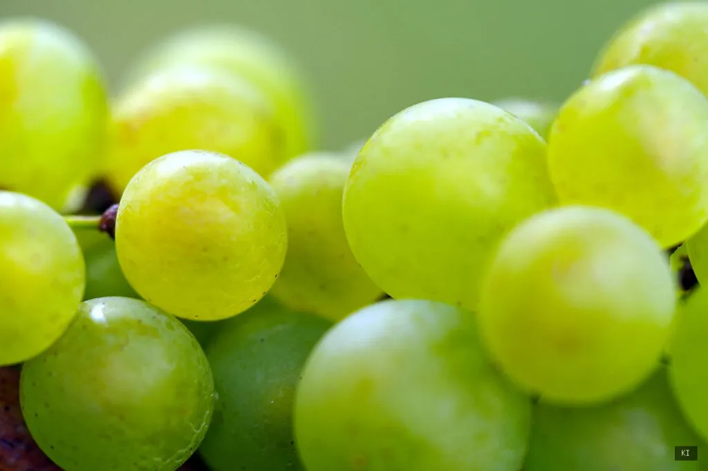 Thematisch passendes Bild zu Wein aus Sardinien - Abschnitt 3